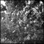 photo72_small.jpg